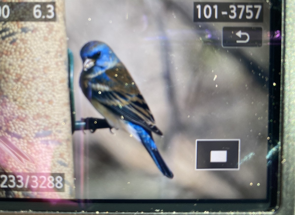 Lazuli Bunting - ML532429621