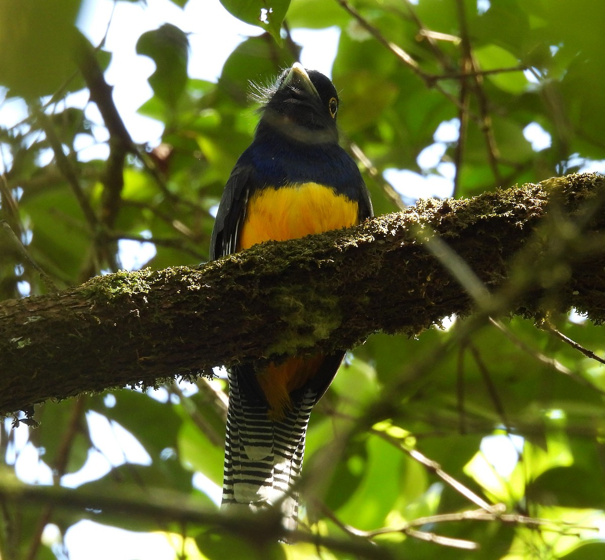 Trogon violacé - ML532430071