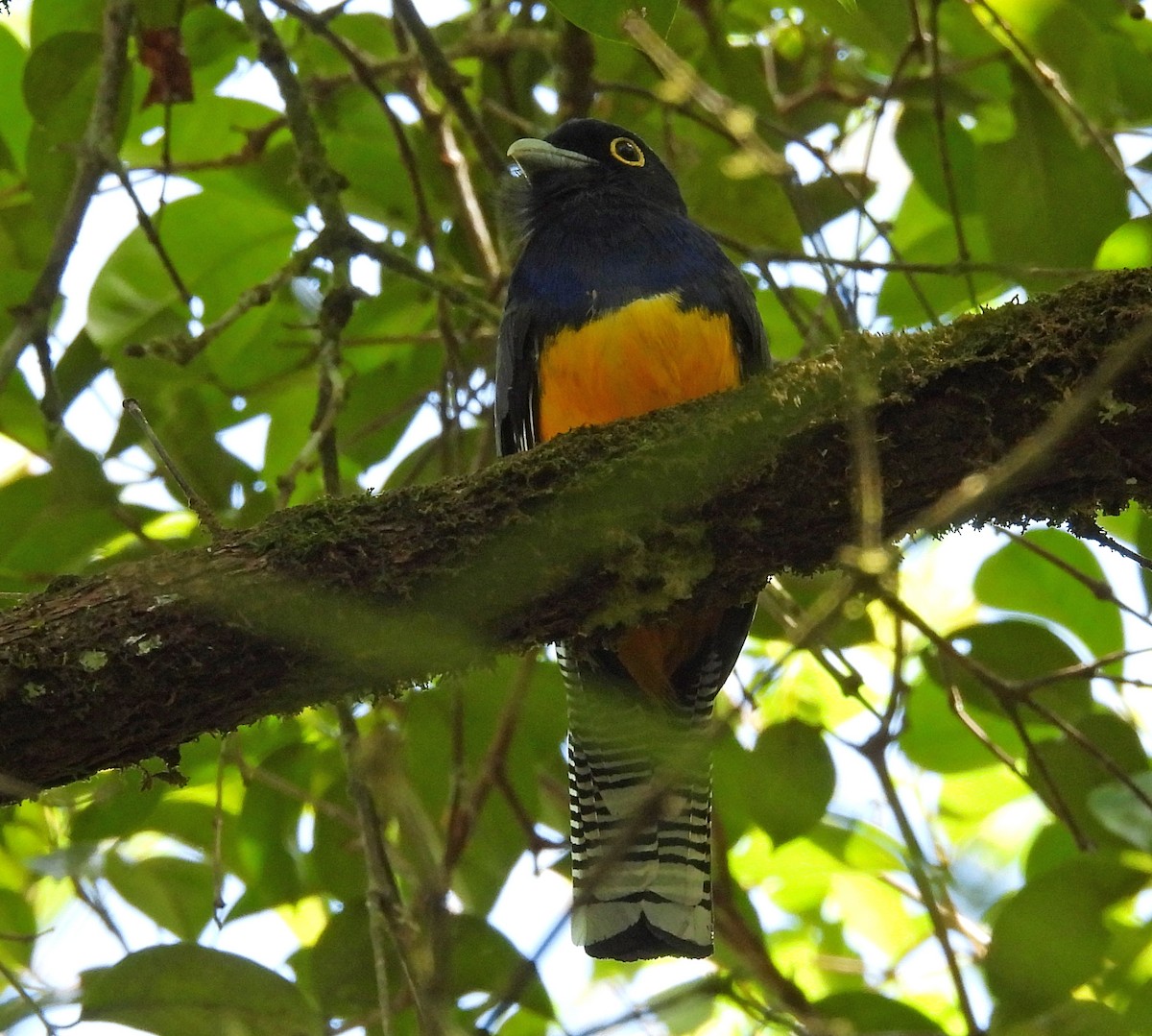 Guianan Trogon - ML532430211