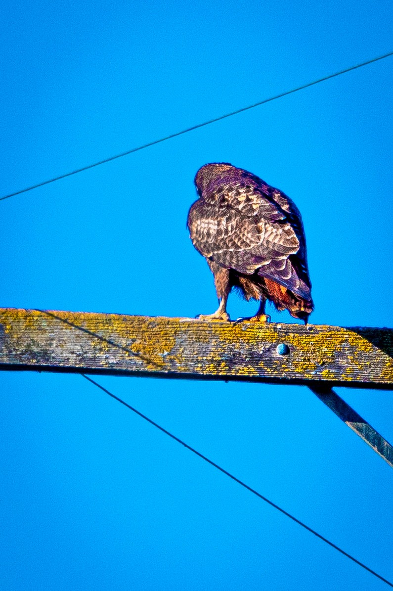 Red-tailed Hawk - ML532430471