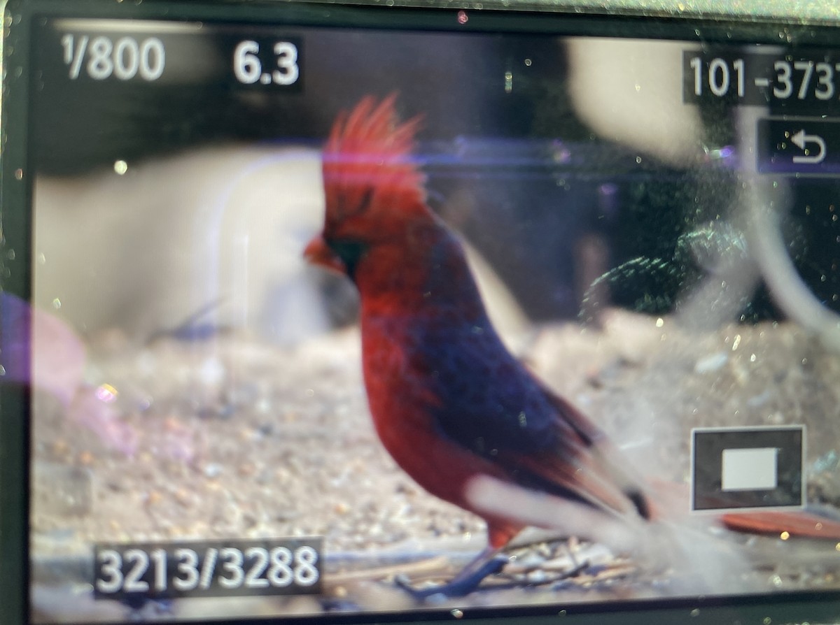 Northern Cardinal - ML532431641