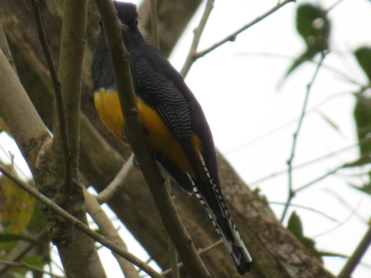 Guianan Trogon - ML532432381