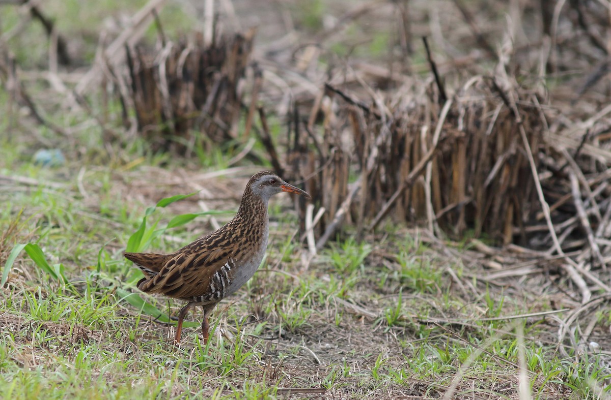 Brown-cheeked Rail - Rui-Yang Ho