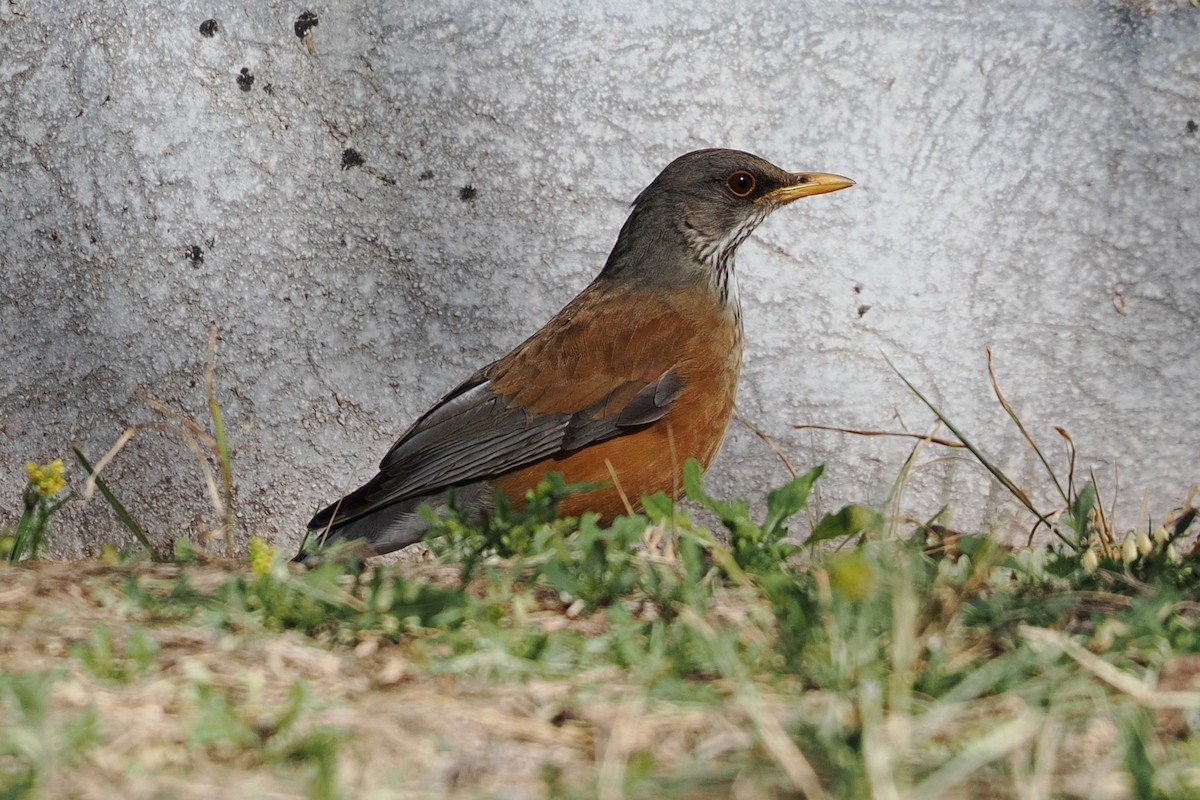 Rufous-backed Robin - ML532432411