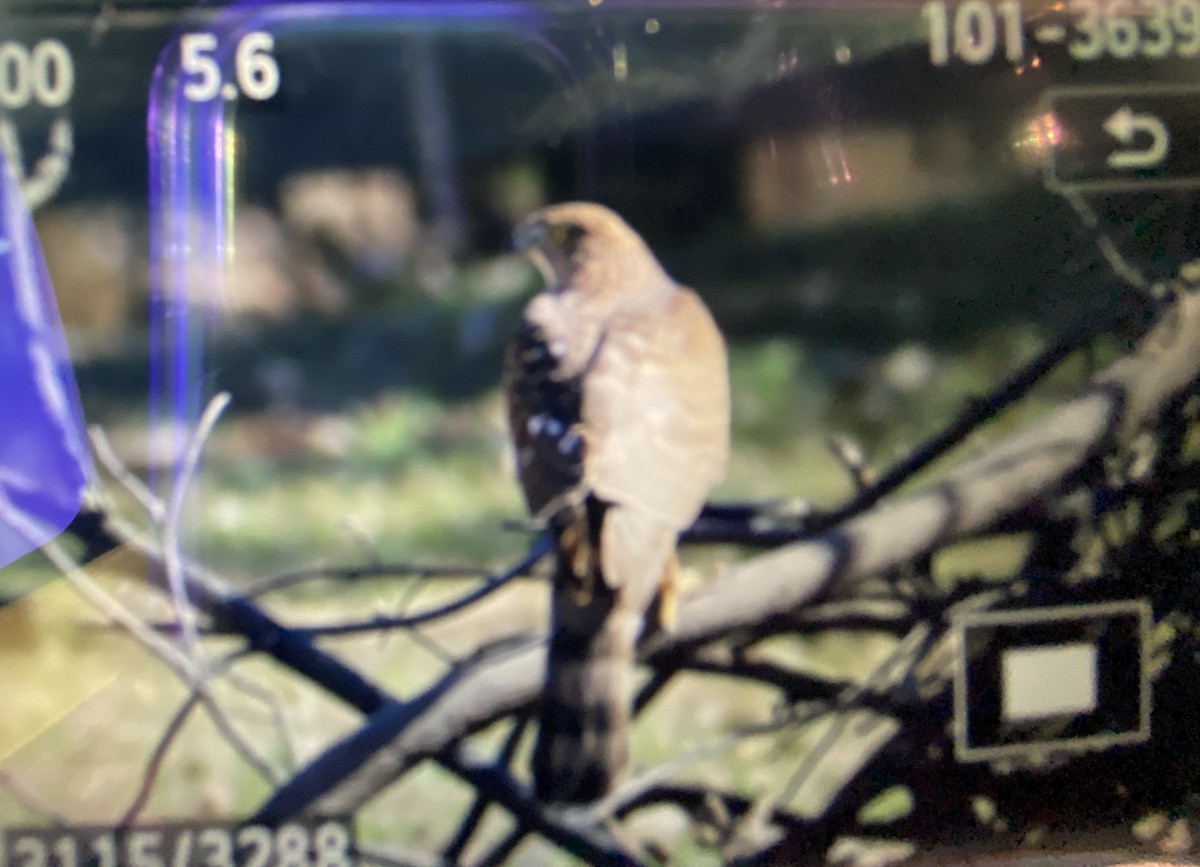 Cooper's Hawk - ML532433811