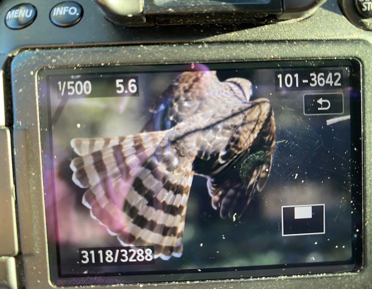 Cooper's Hawk - ML532433821