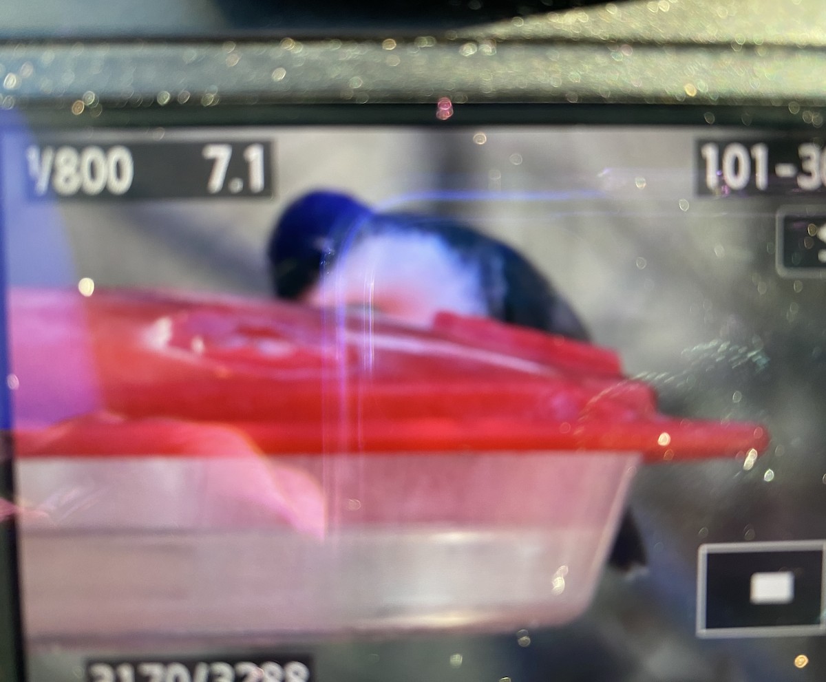 Violet-crowned Hummingbird - Bly Bylsma