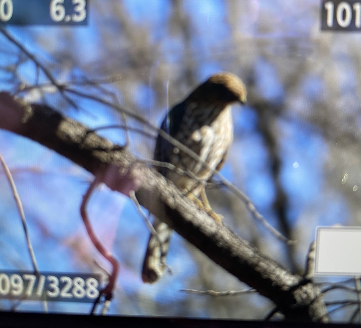 Cooper's Hawk - ML532435161