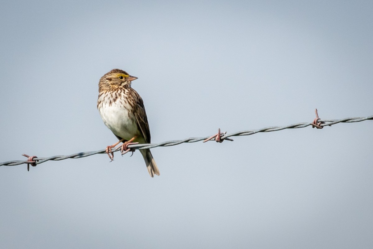 Savannah Sparrow - sonny mencher