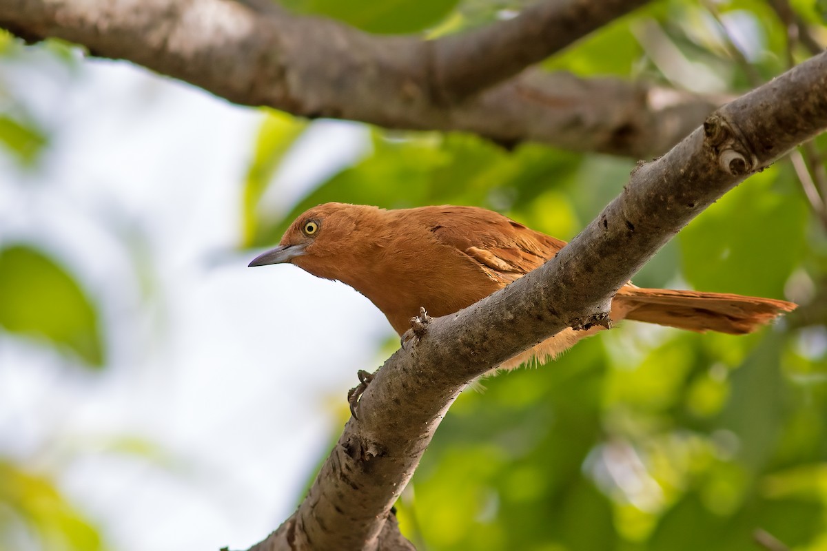 Caatinga Cacholote - Fábio Giordano