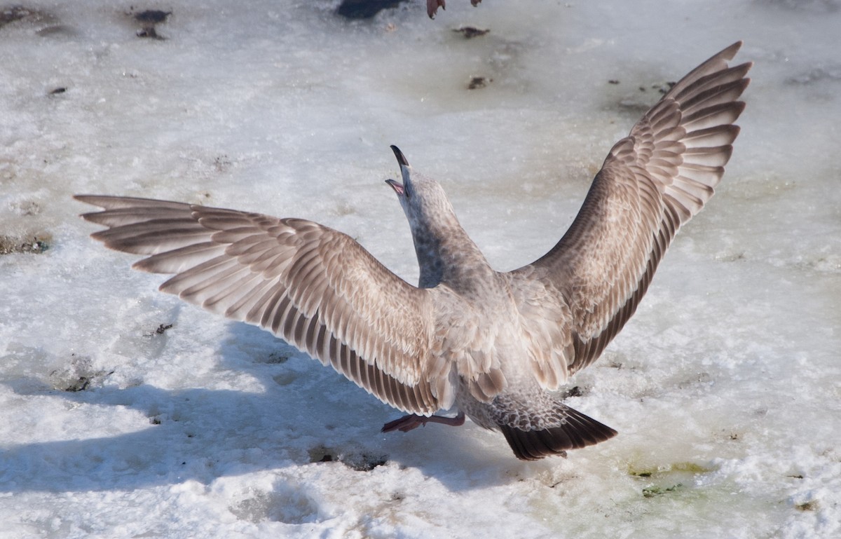 Herring Gull - Brandon Holden