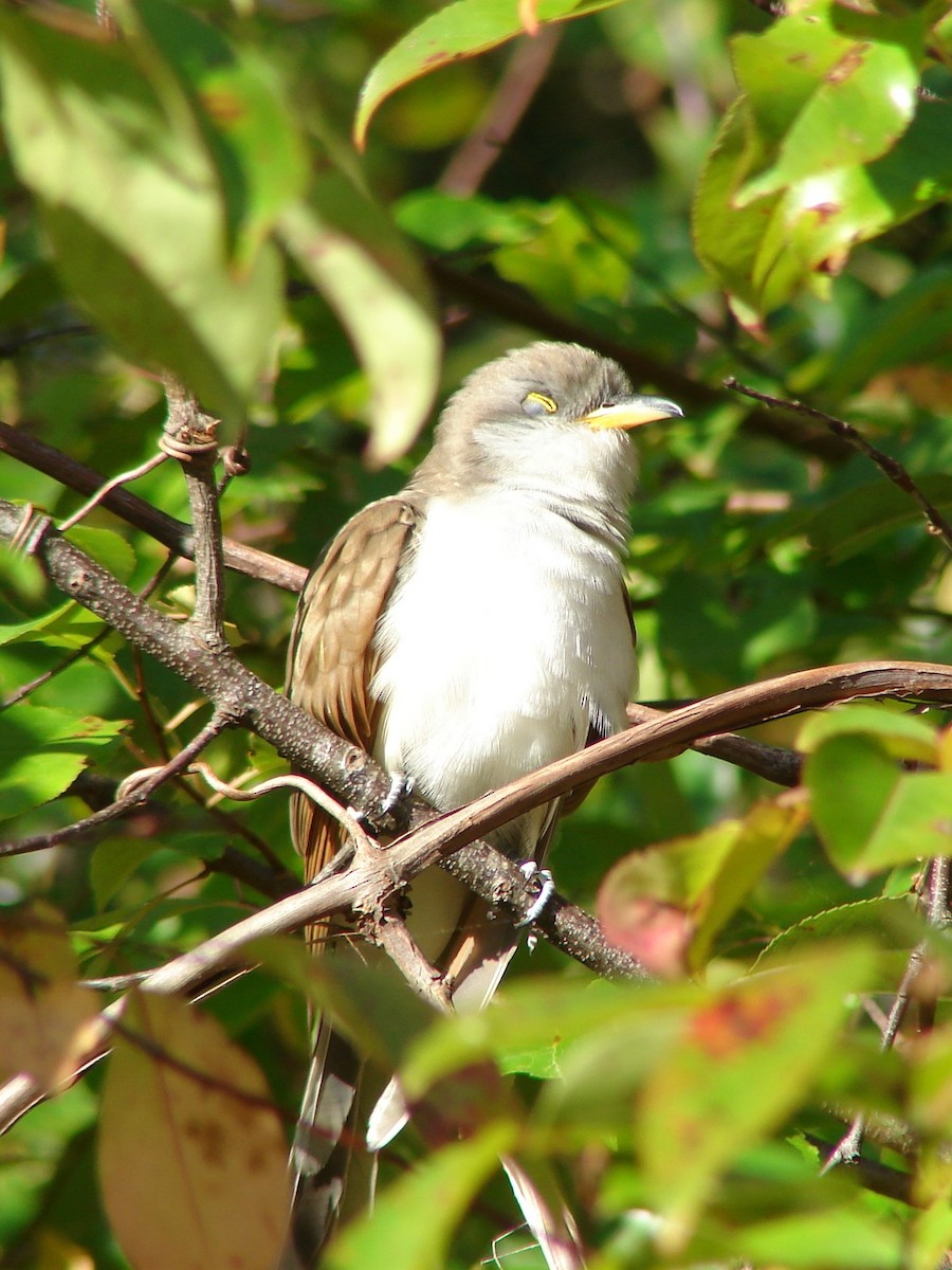 Yellow-billed Cuckoo - ML532439441