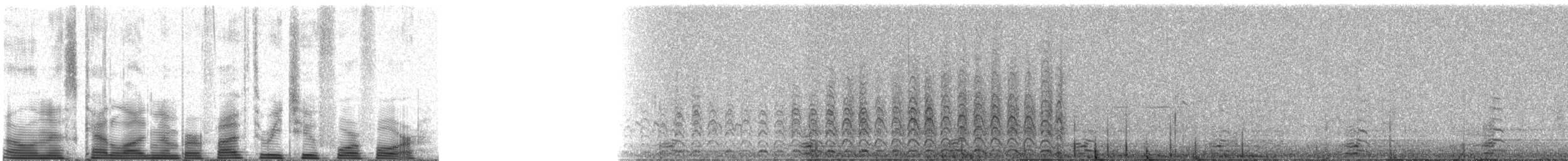 Wilson's Snipe - ML53244