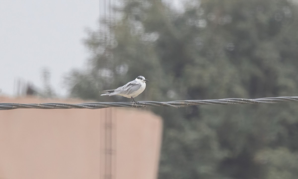 Whiskered Tern - ML532440561