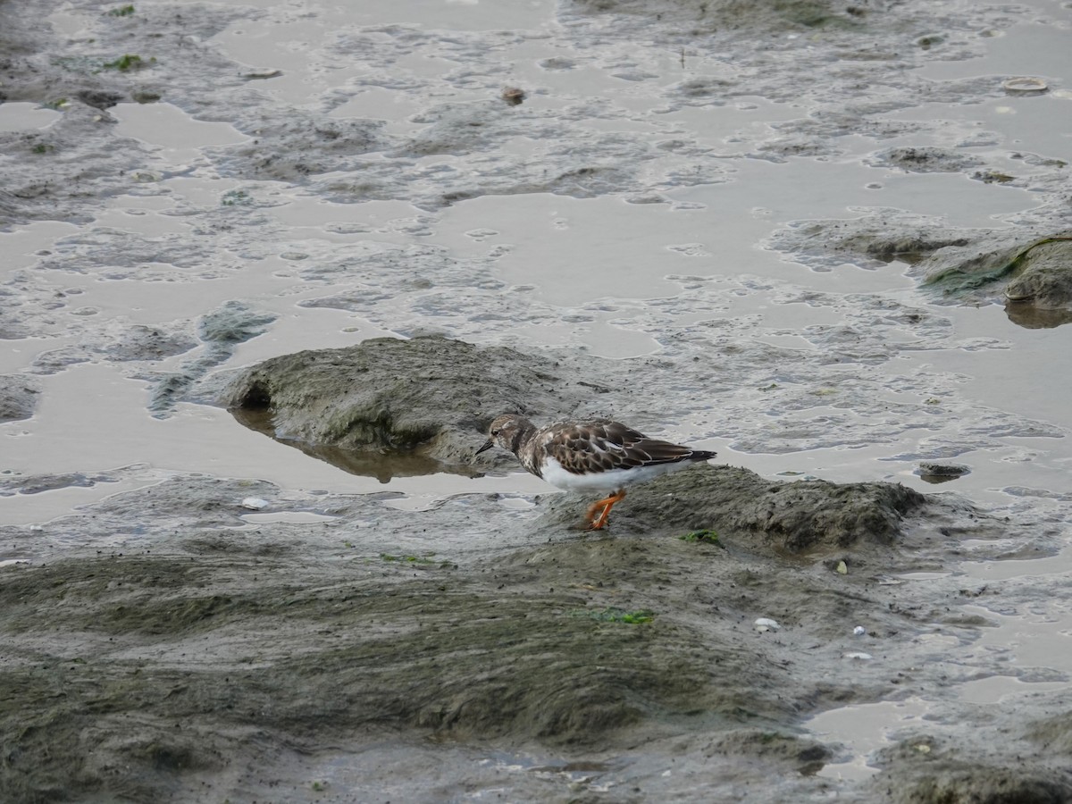 Ruddy Turnstone - ML532440671