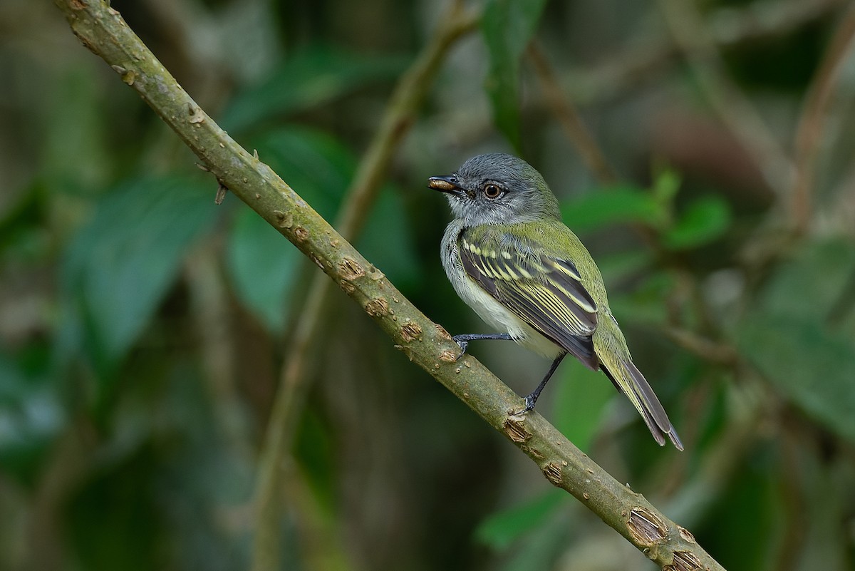 Gray-headed Elaenia - LUCIANO BERNARDES