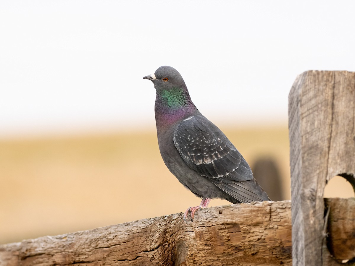 Rock Pigeon (Feral Pigeon) - Jeff Smith