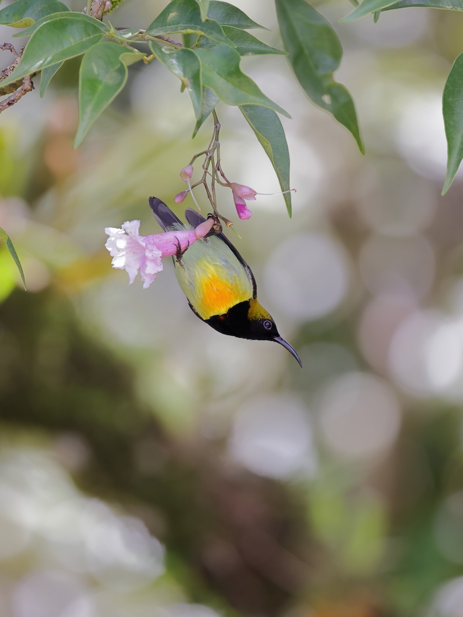 Flaming Sunbird - ML532442191