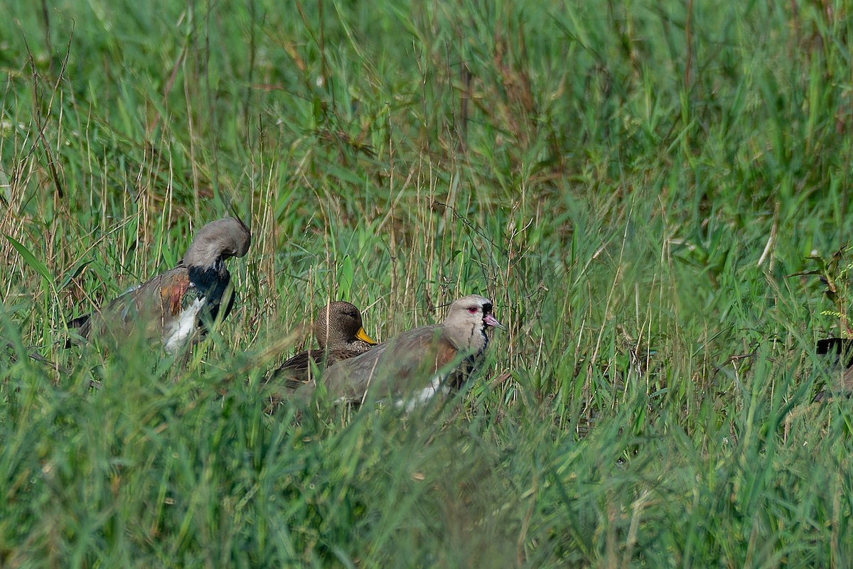 Yellow-billed Teal - ML532442401