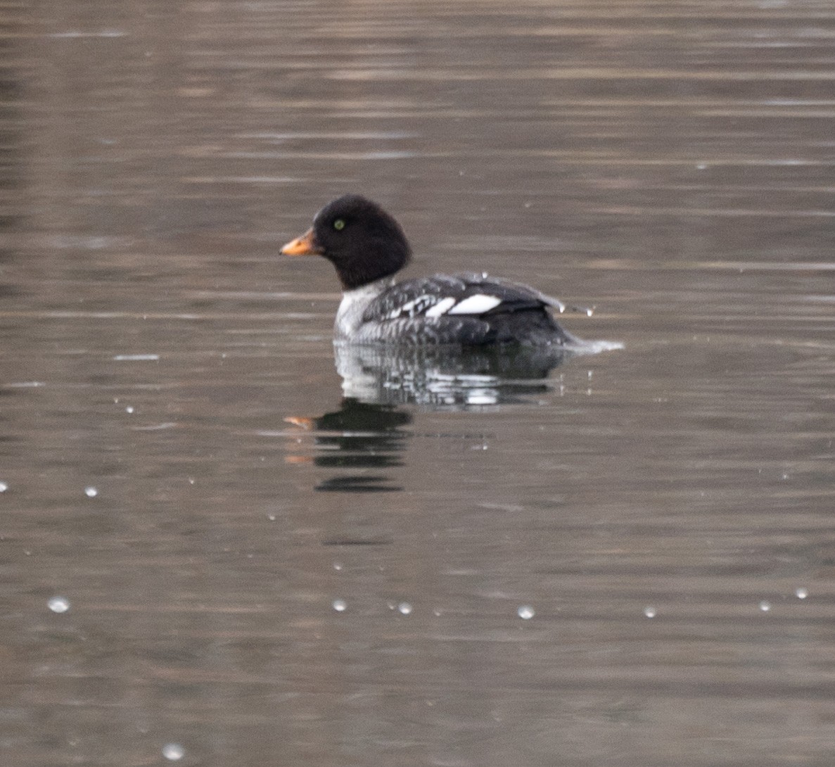 Barrow's Goldeneye - ML532442991