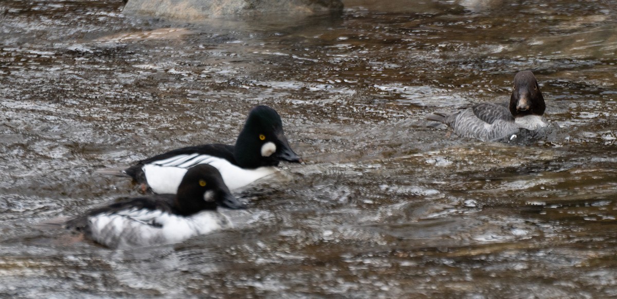 Common Goldeneye - ML532443241