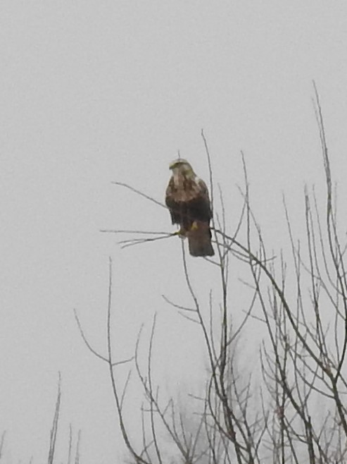 Rough-legged Hawk - ML532443591