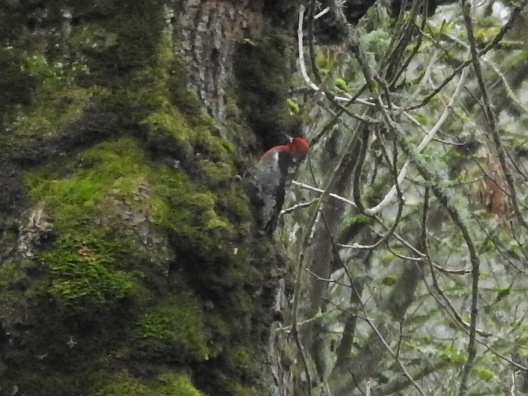 Red-breasted Sapsucker - Erik Bergman