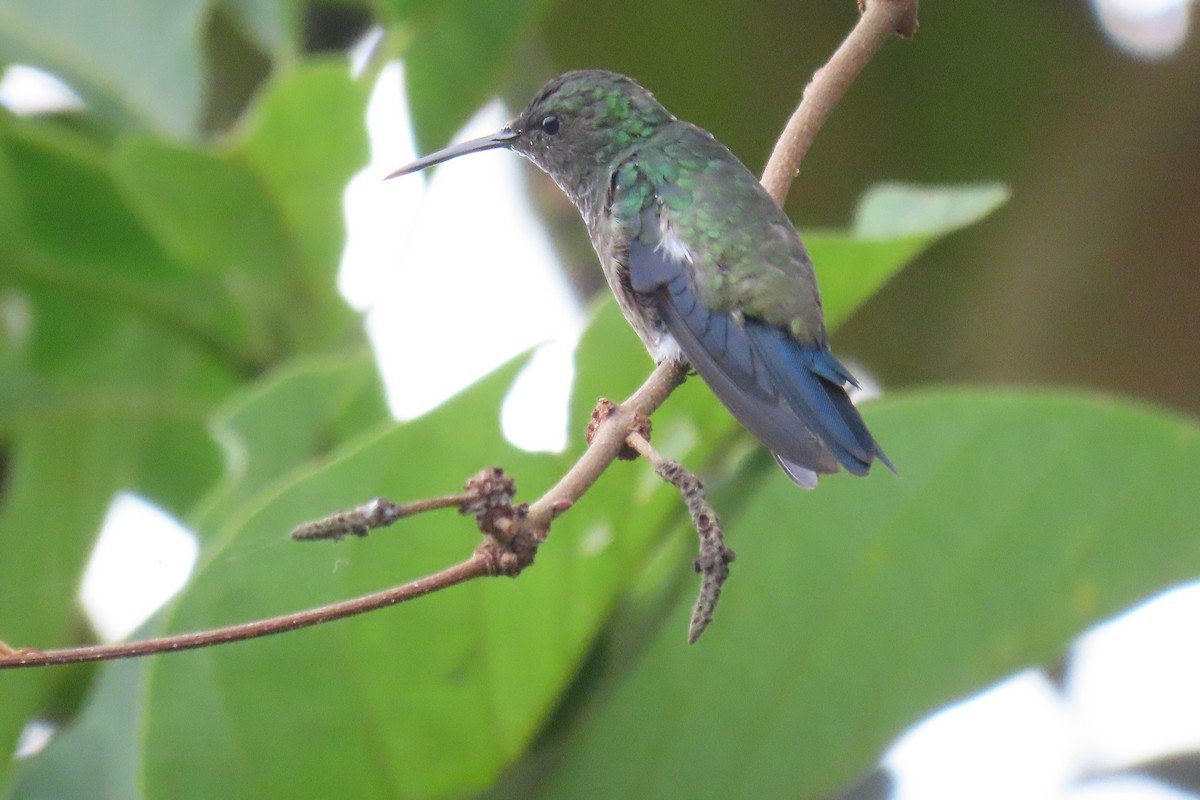 Steely-vented Hummingbird - Maria Giraldo