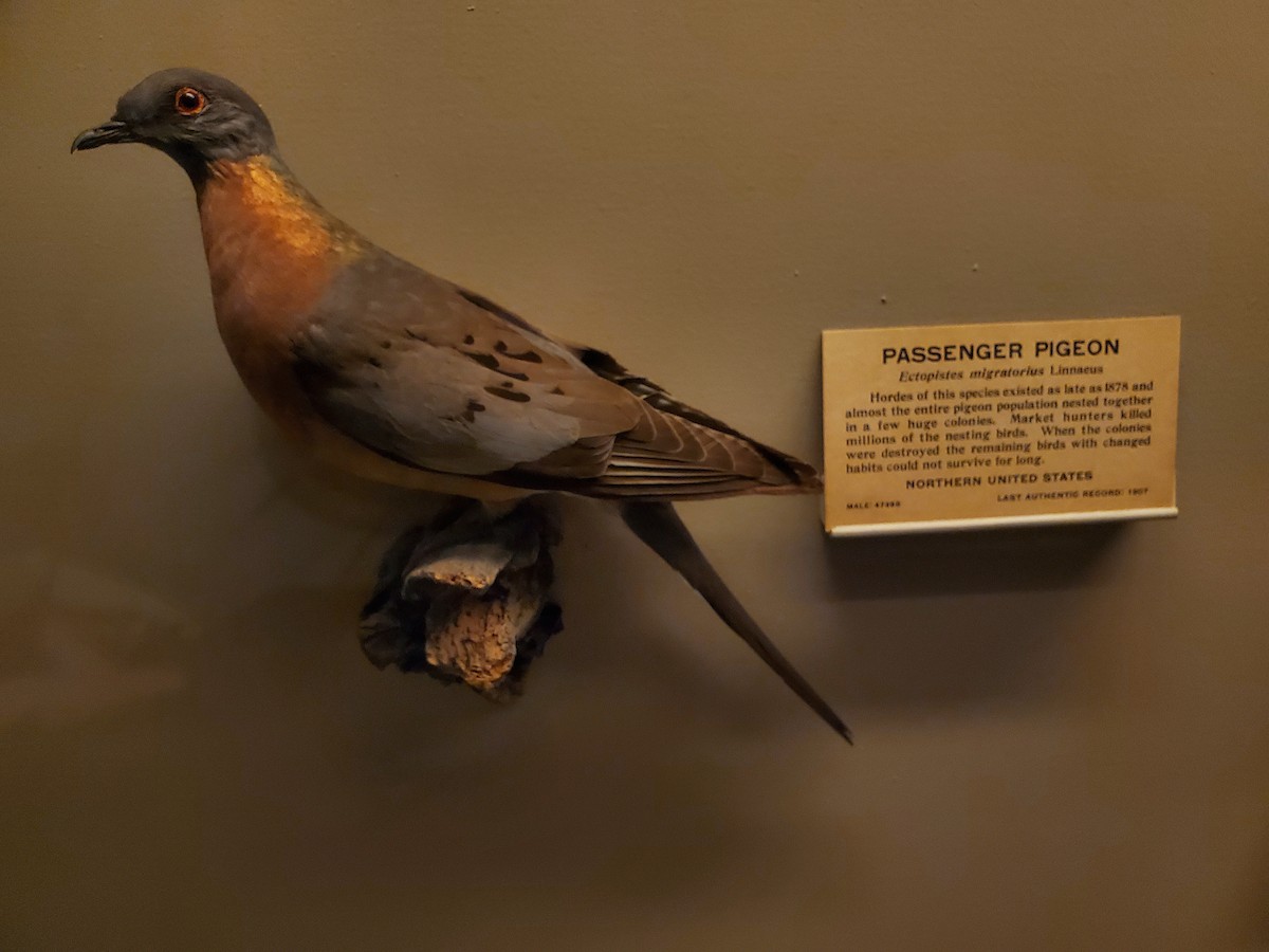 Passenger Pigeon - AL Reports from Other Birders
