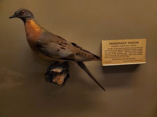  - Passenger Pigeon