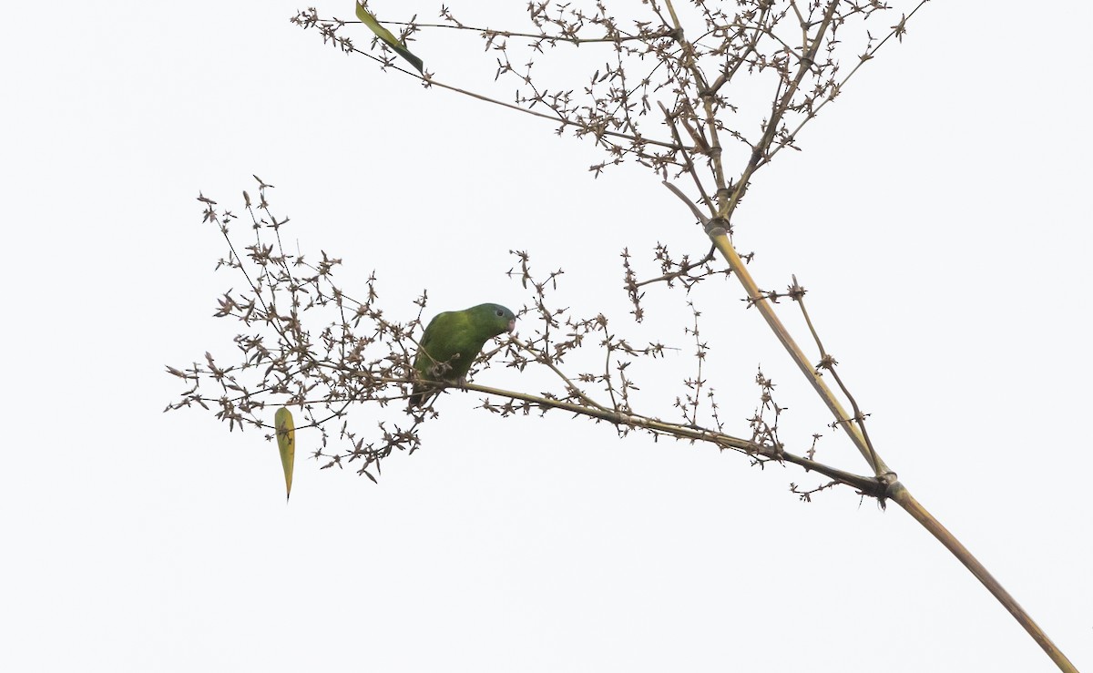 Amazonian Parrotlet - ML532446651