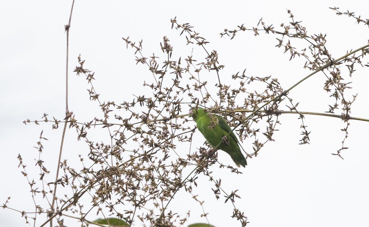 Amazonian Parrotlet - ML532446931