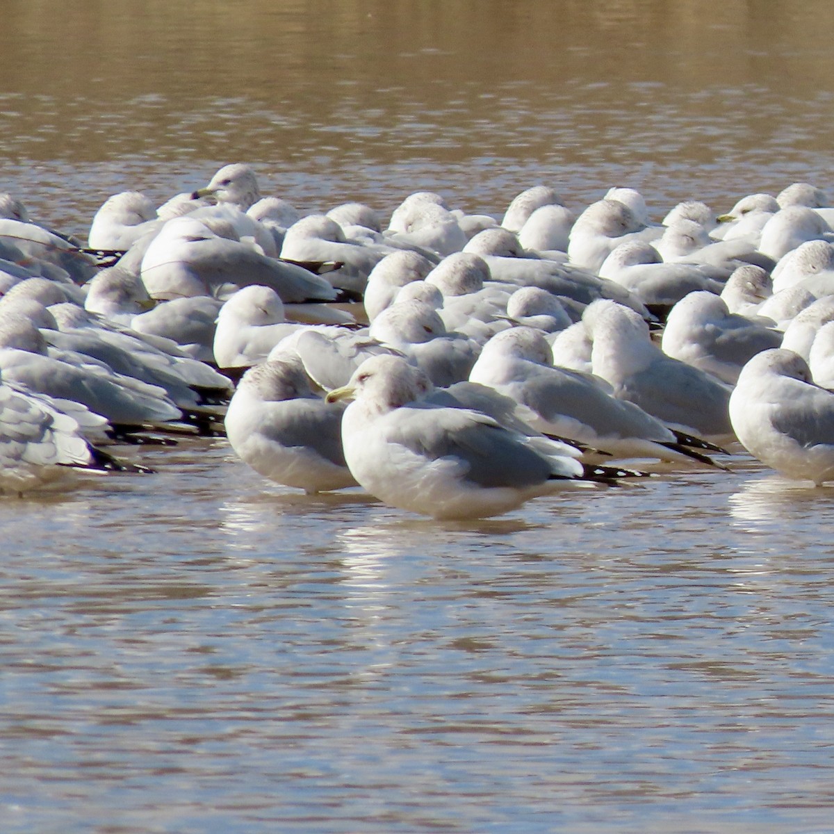 Gaviota Californiana - ML532446981