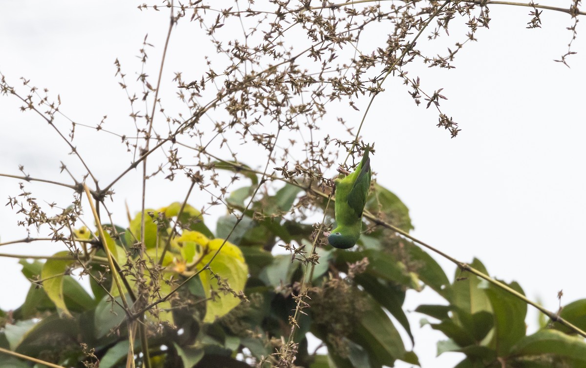 Amazonian Parrotlet - ML532447311