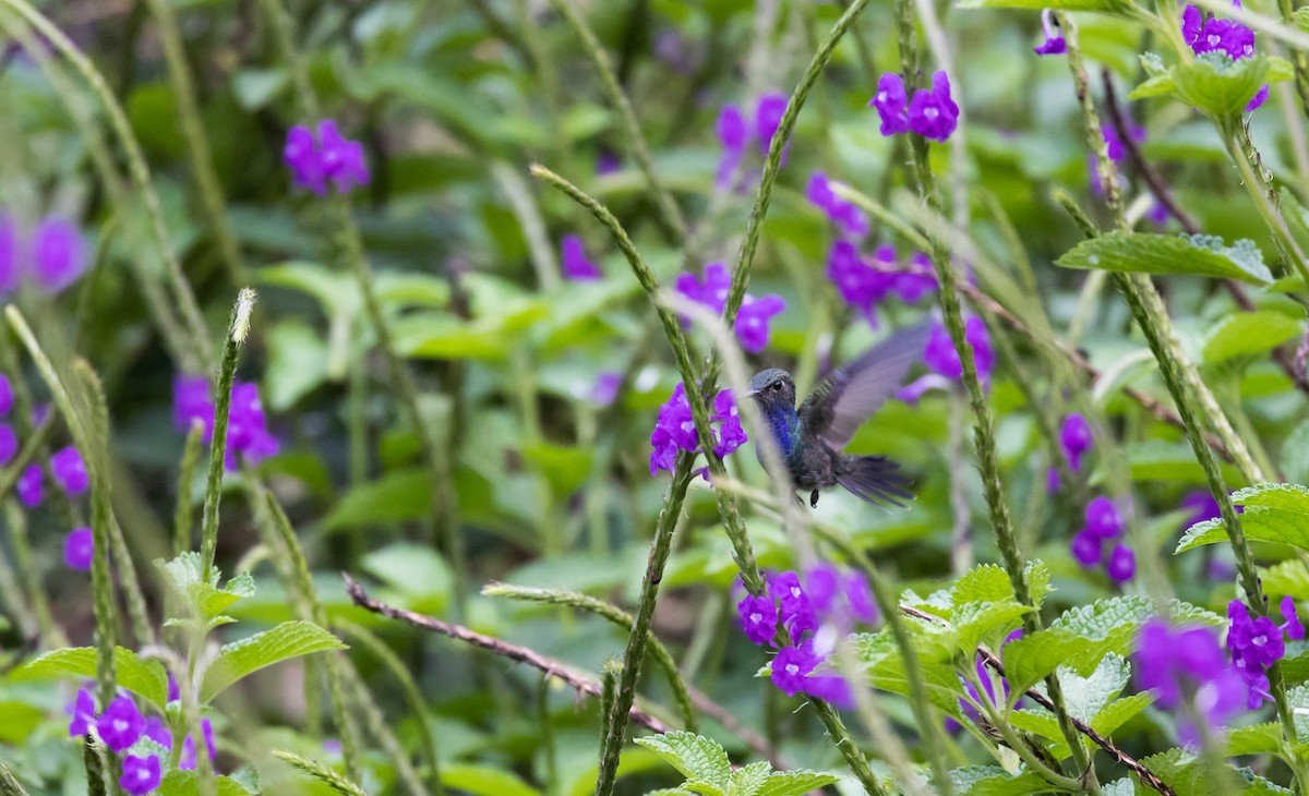 Sapphire-spangled Emerald (Spot-vented) - Jay McGowan