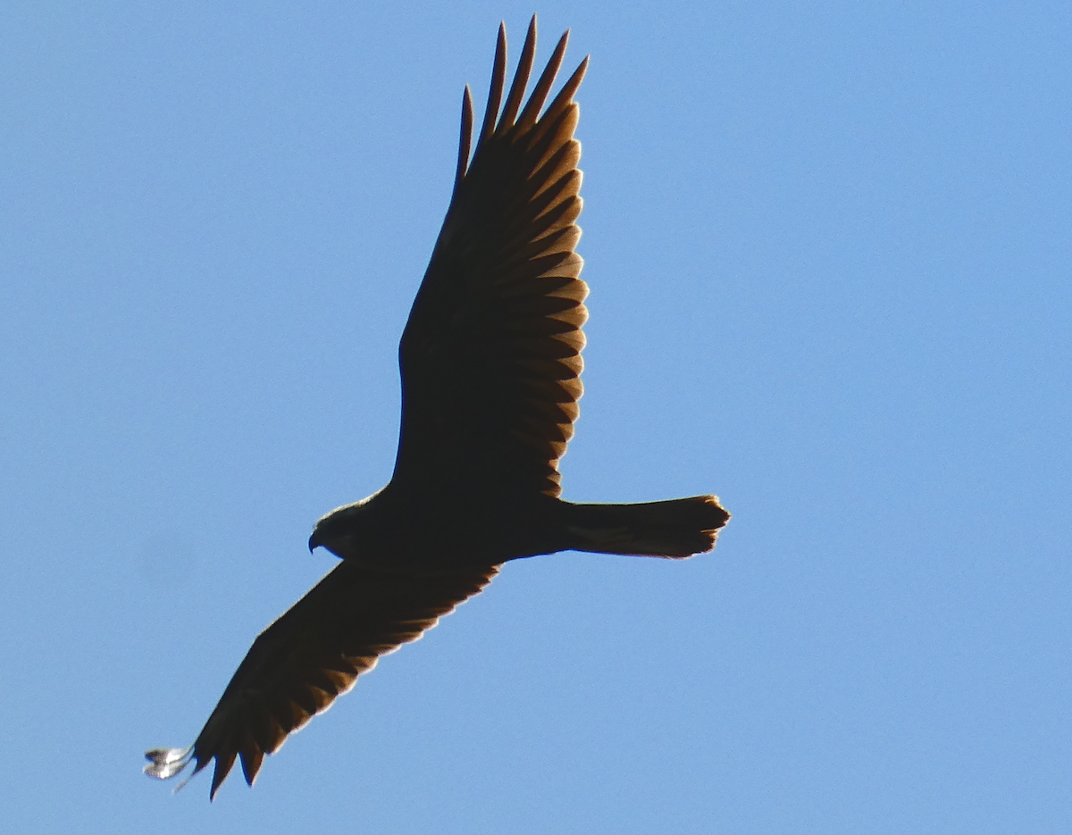 Western Marsh Harrier - Susana Coelho