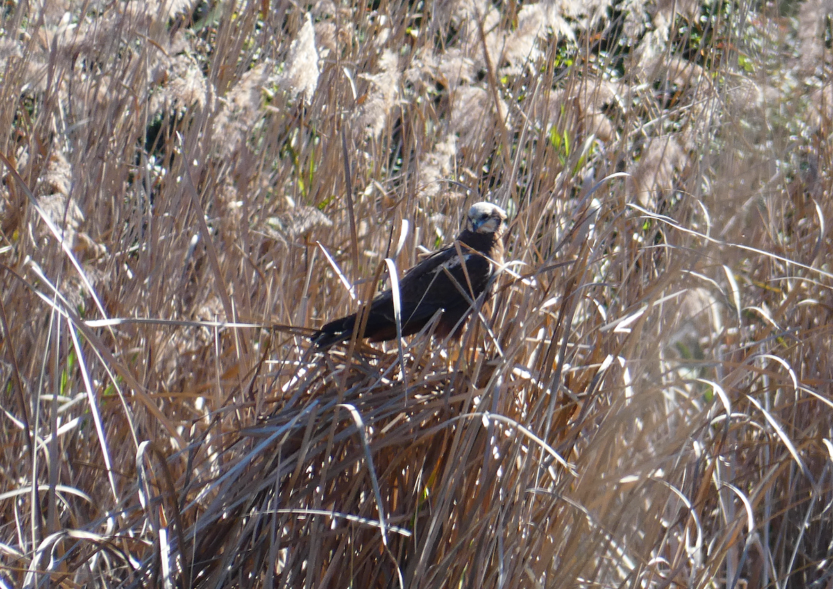 Western Marsh Harrier - Susana Coelho