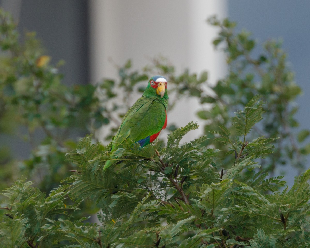 White-fronted Parrot - ML532450341