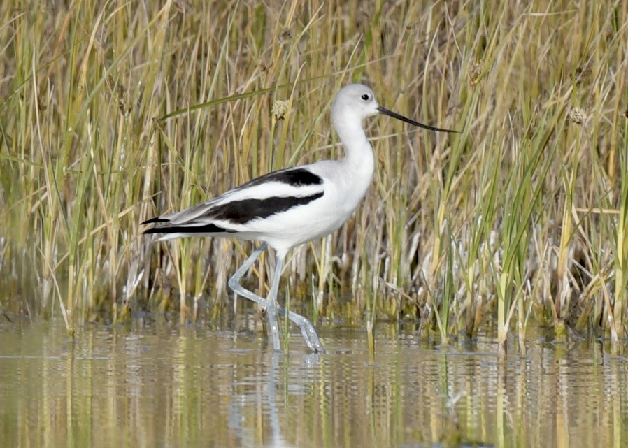 Avocette d'Amérique - ML532450361