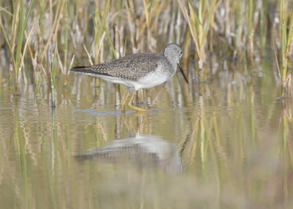 Greater Yellowlegs - ML532450651