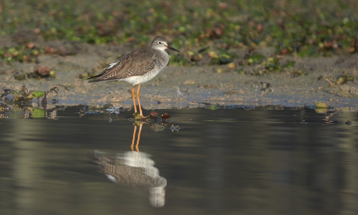 Lesser Yellowlegs - ML532451931