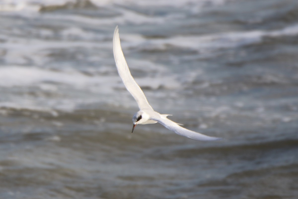 Forster's Tern - ML532452201