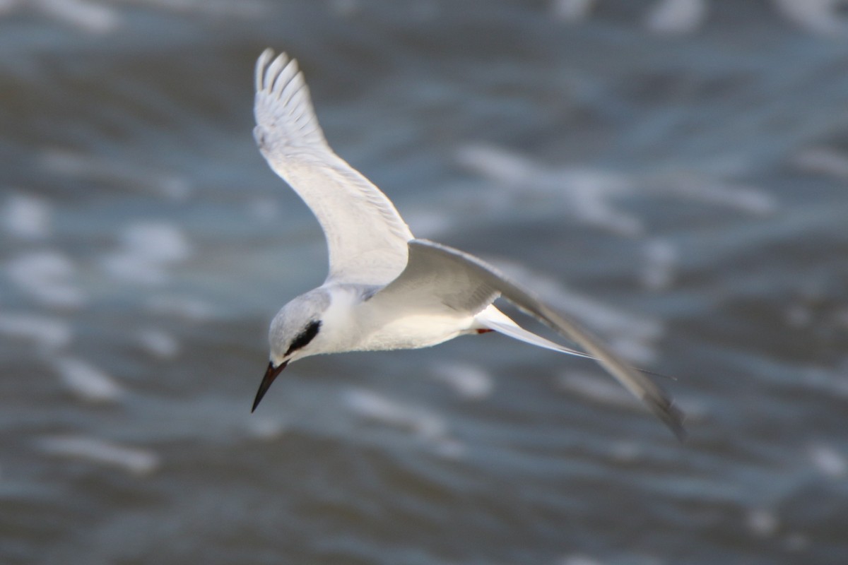 Forster's Tern - ML532452211