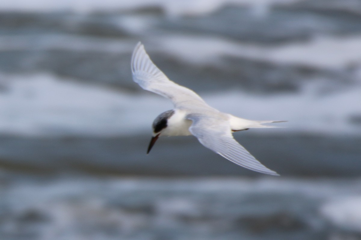 Forster's Tern - ML532452221