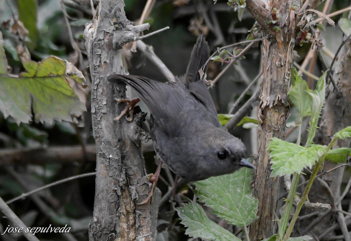 Magellantapaculo - ML532452261