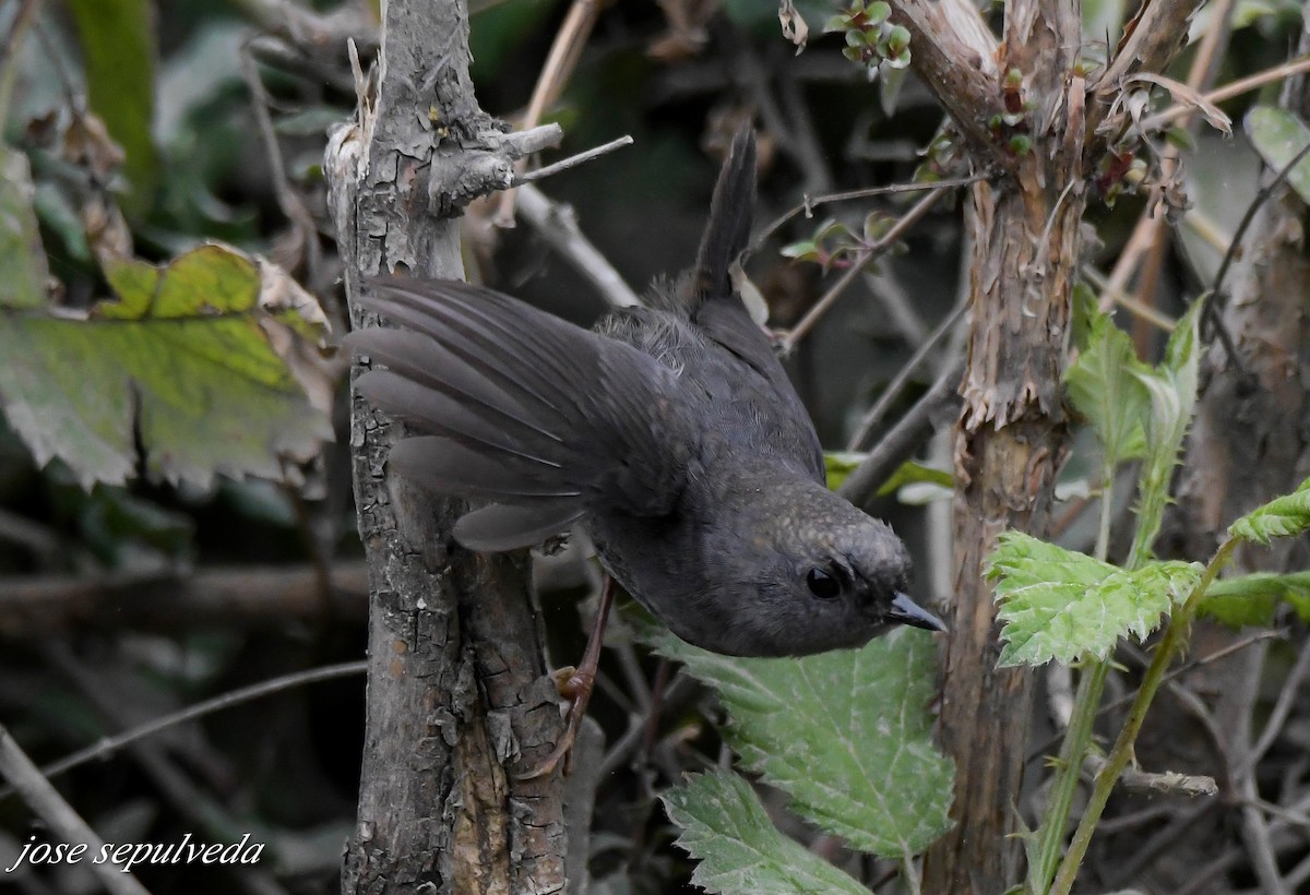 Magellantapaculo - ML532452281