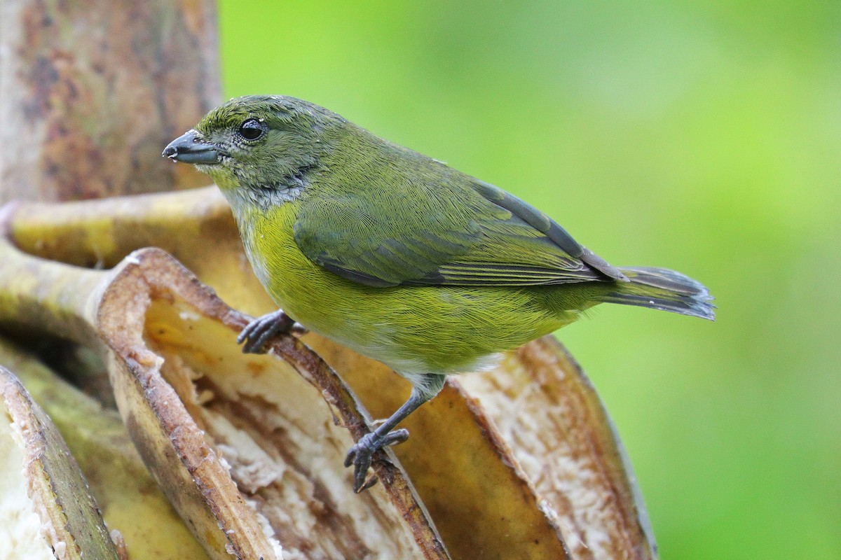 Yellow-throated Euphonia - ML532453621