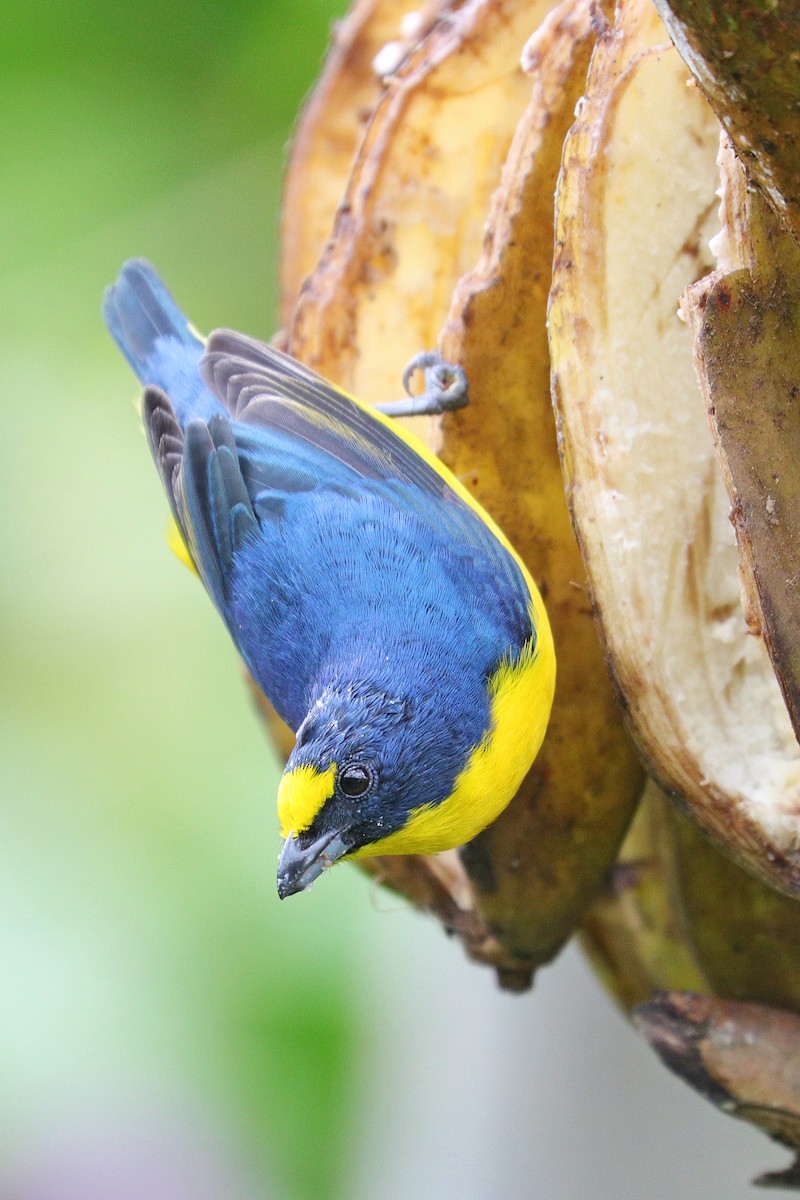 Yellow-throated Euphonia - ML532453711