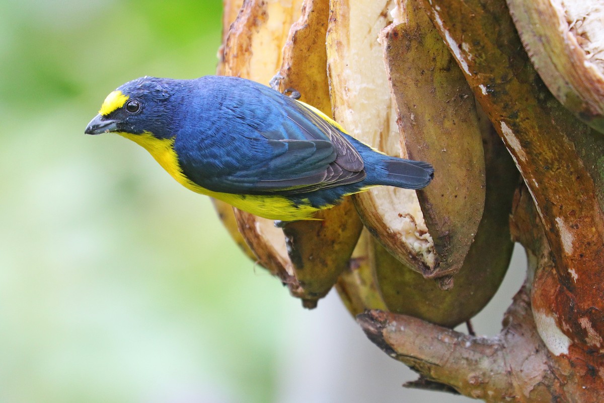 Yellow-throated Euphonia - ML532453821