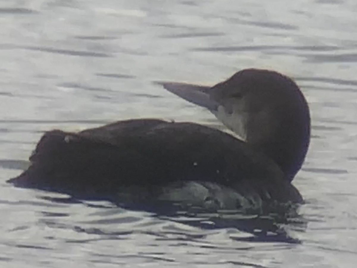 Yellow-billed Loon - ML532453861